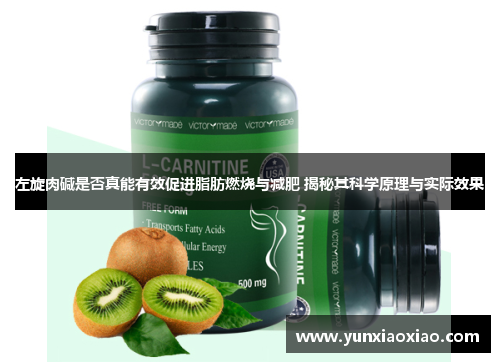 左旋肉碱是否真能有效促进脂肪燃烧与减肥 揭秘其科学原理与实际效果