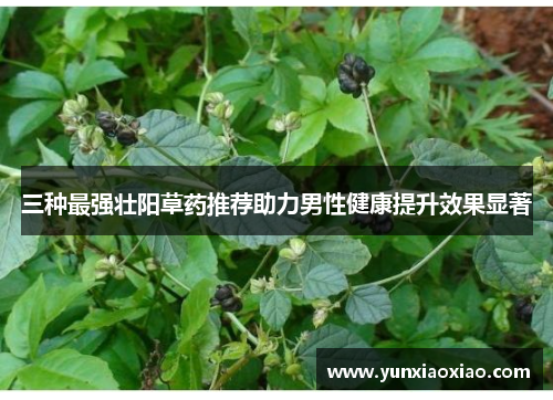 三种最强壮阳草药推荐助力男性健康提升效果显著