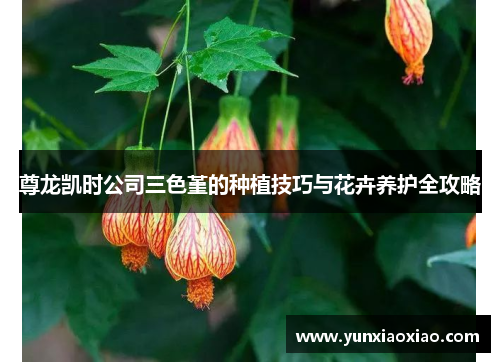 尊龙凯时公司三色堇的种植技巧与花卉养护全攻略