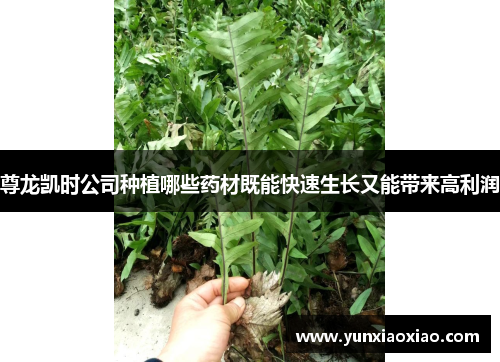 尊龙凯时公司种植哪些药材既能快速生长又能带来高利润
